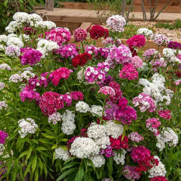 Fleurs - Œillet de Poète Double Pationata Varié - face recto